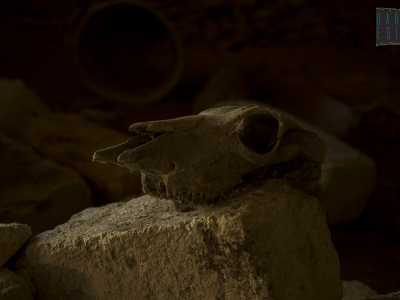 Al suo interno, poggiati su una roccia, troviamo due teschi di animali dall�aspetto inquietante